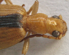 Brachinus dorsalis