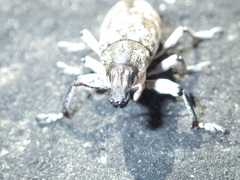 Cyphocleonus achates