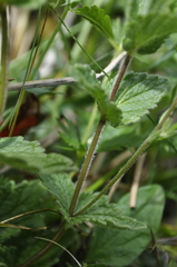 Veronica chamaedrys chamaedrys