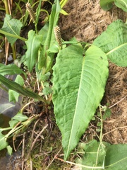 Bistorta officinalis