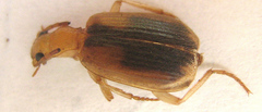Brachinus dorsalis