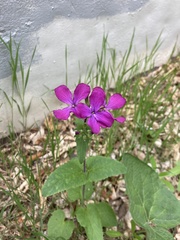 Lunaria annua