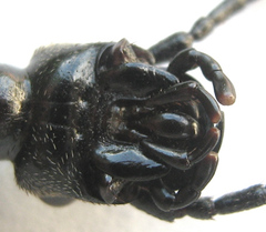 Cypholoba graphipteroides