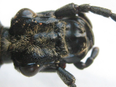 Cypholoba graphipteroides