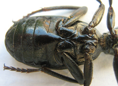 Cypholoba graphipteroides