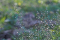 Eragrostis ferruginea