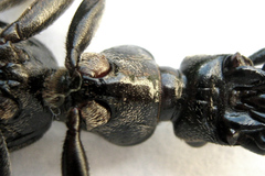 Cypholoba graphipteroides