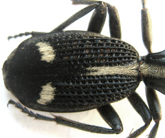 Cypholoba graphipteroides