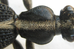 Cypholoba graphipteroides