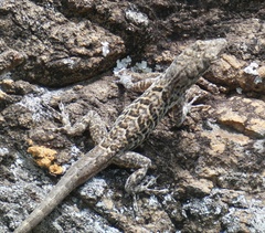 Anolis bonairensis