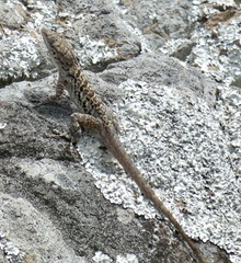 Anolis bonairensis