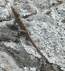 Anolis bonairensis