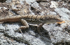 Anolis bonairensis