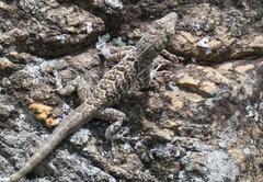 Anolis bonairensis