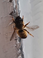 Osmia bicornis