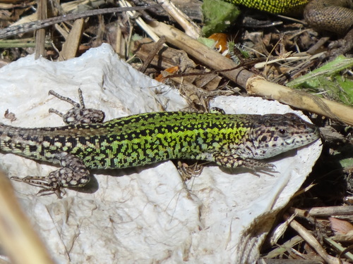 Carbonell’s Wall Lizard
