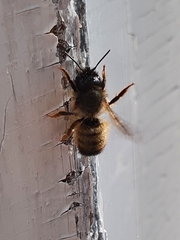 Osmia bicornis