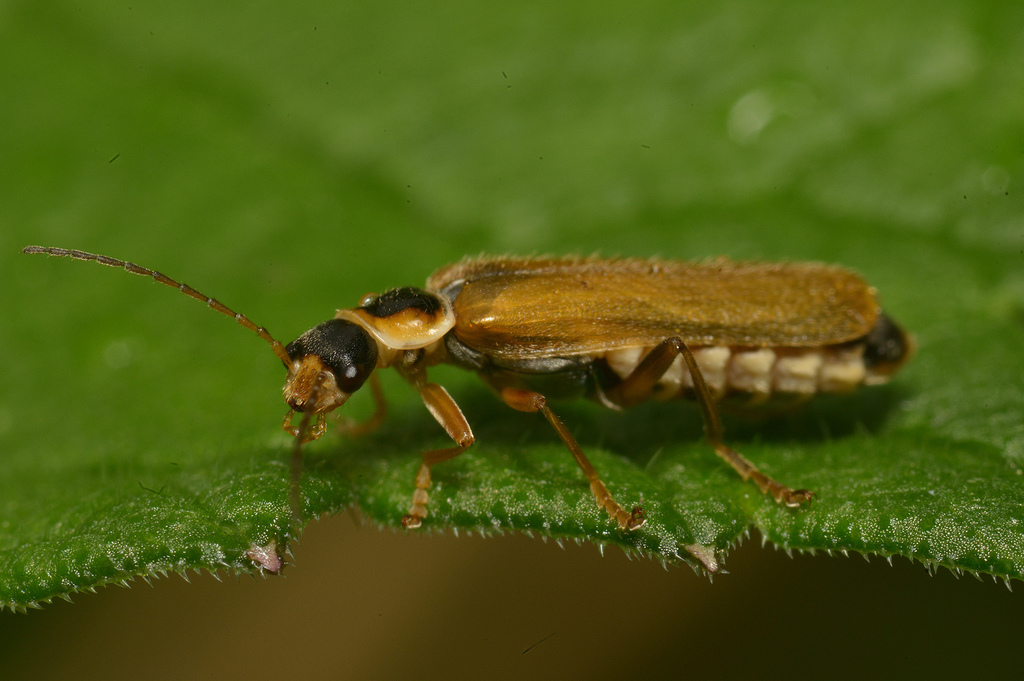 Cantharis decipiens