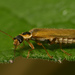 Cantharis decipiens - Photo (c) Fabrice Monchâtre, μερικά δικαιώματα διατηρούνται (CC BY-NC), uploaded by Fabrice Monchâtre