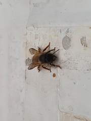 Osmia bicornis