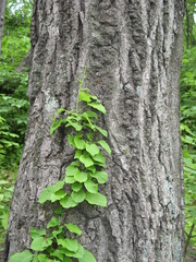 Celastrus flagellaris