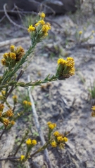 Marasmodes dummeri