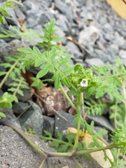 Angiospermae