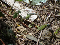 Podarcis carbonelli carbonelli