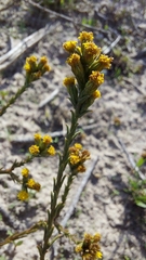 Marasmodes dummeri