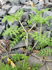 Angiospermae