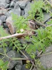 Angiospermae
