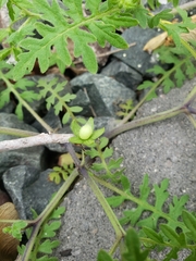 Angiospermae