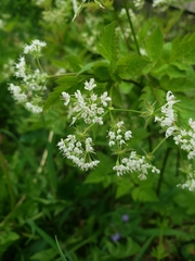 Angiospermae