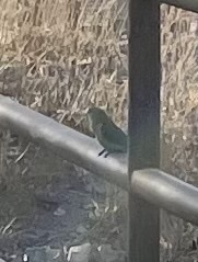 Agapornis roseicollis