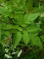 Angiospermae
