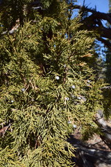 Juniperus grandis