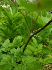 Angiospermae