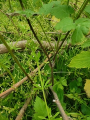 Angiospermae