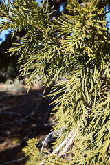 Juniperus grandis