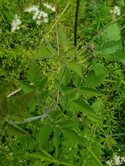 Angiospermae