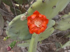 Opuntia quimilo