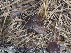 Epirranthis diversata