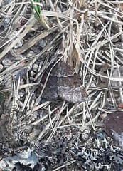 Epirranthis diversata