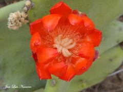 Opuntia quimilo