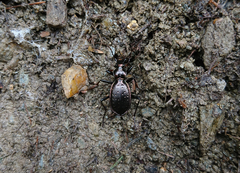 Carabus depressus