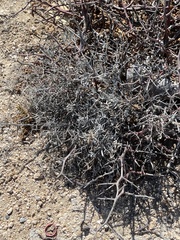Porophyllum maritimum