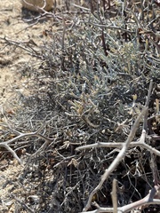 Porophyllum maritimum