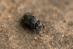 Onthophagus verticicornis