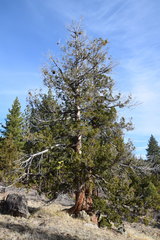 Juniperus grandis