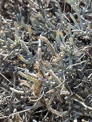 Porophyllum maritimum